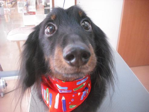 ファイル 3204-1.jpg