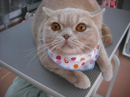 ファイル 3207-1.jpg