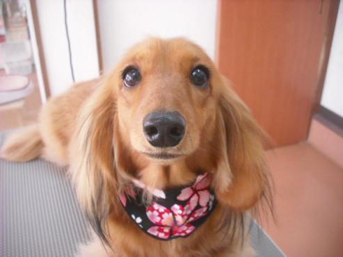 ファイル 3209-1.jpg