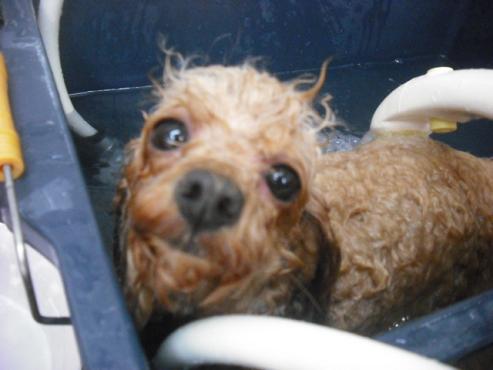 ファイル 321-3.jpg