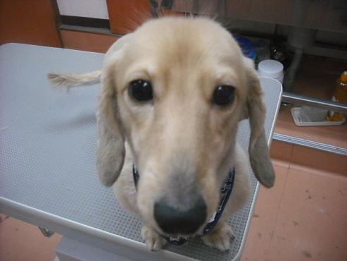 ファイル 3216-1.jpg