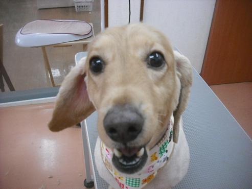 ファイル 3219-1.jpg