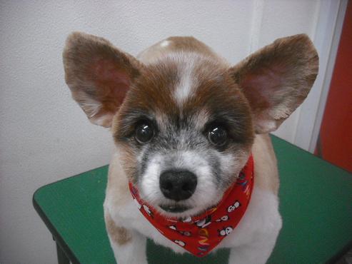 ファイル 3223-1.jpg