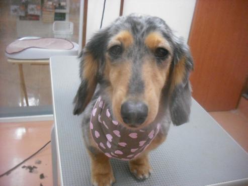 ファイル 3224-1.jpg