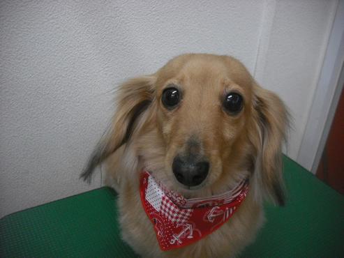 ファイル 3228-1.jpg