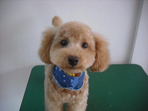 ファイル 323-1.jpg