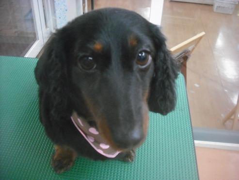 ファイル 3230-1.jpg