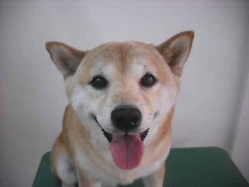 ファイル 3233-1.jpg