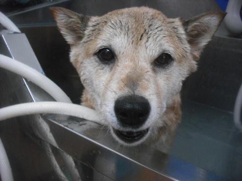 ファイル 3233-2.jpg