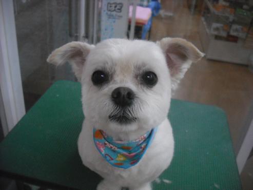 ファイル 3236-1.jpg