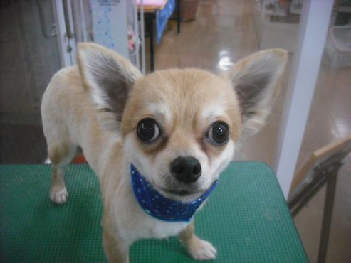 ファイル 3237-1.jpg