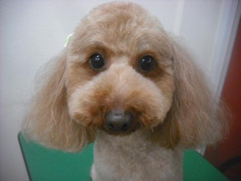 ファイル 3239-1.jpg