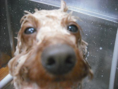 ファイル 3239-2.jpg