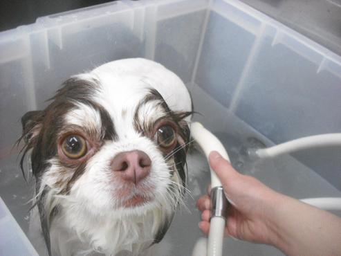 ファイル 3241-1.jpg