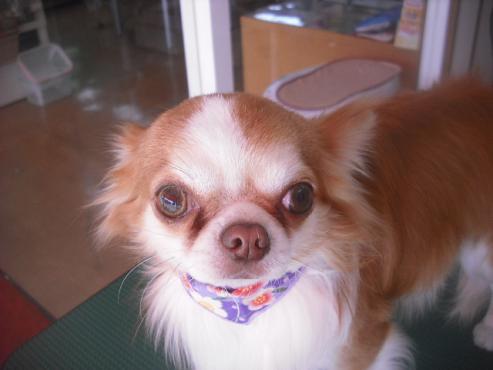 ファイル 3243-1.jpg