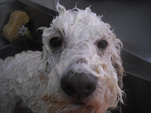 ファイル 3244-2.jpg