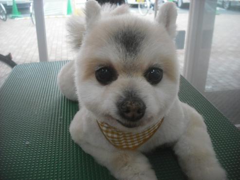 ファイル 3245-1.jpg