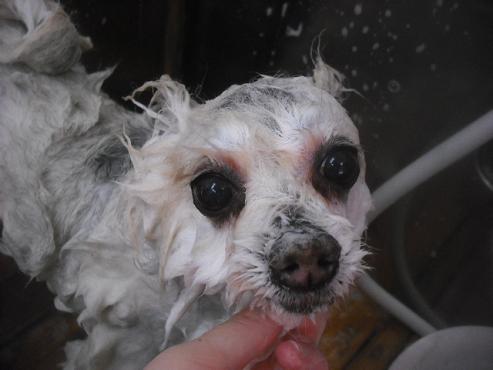 ファイル 3245-2.jpg