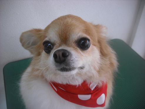 ファイル 3247-1.jpg