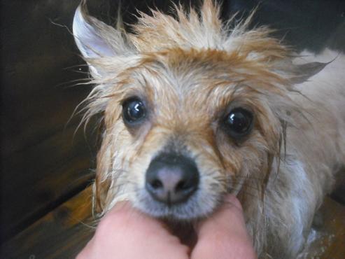 ファイル 3250-2.jpg