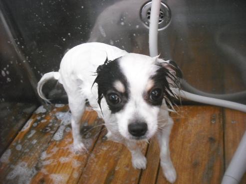 ファイル 3255-2.jpg