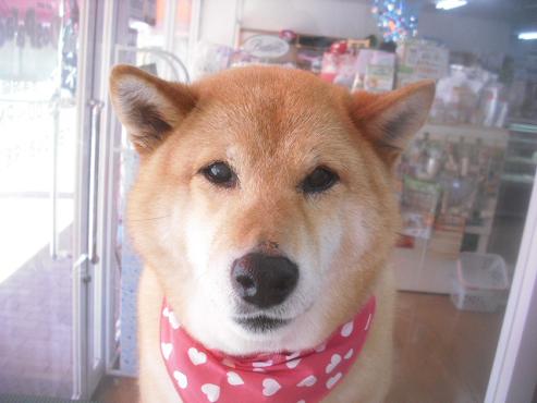 ファイル 3258-1.jpg