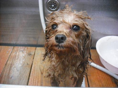 ファイル 326-2.jpg