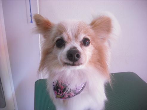 ファイル 3262-1.jpg