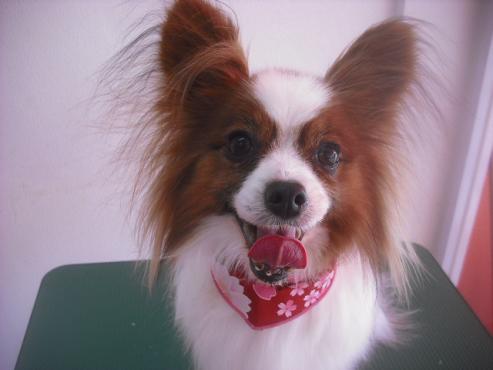 ファイル 3263-1.jpg