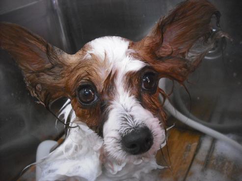 ファイル 3263-2.jpg