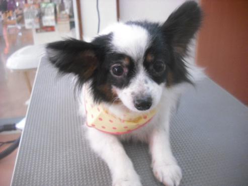 ファイル 3265-1.jpg