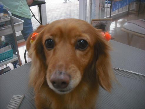 ファイル 3269-1.jpg