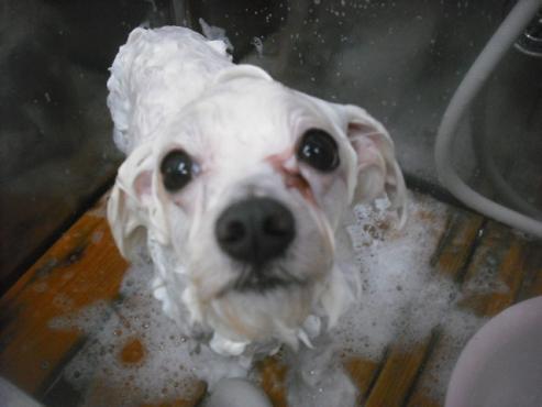 ファイル 3271-2.jpg