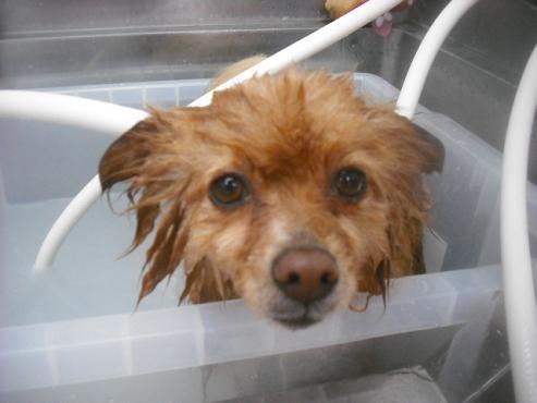 ファイル 3274-2.jpg