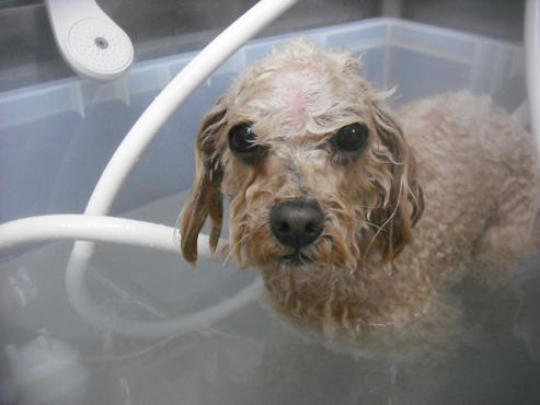 ファイル 3278-2.jpg