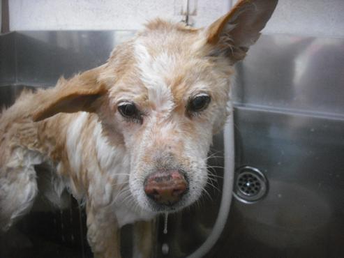 ファイル 3285-1.jpg