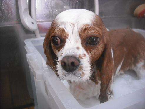 ファイル 3303-2.jpg