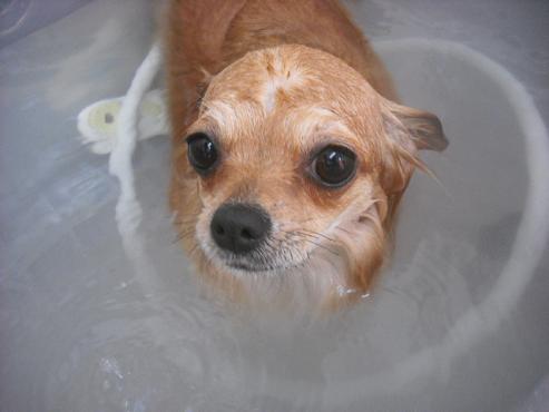 ファイル 3306-2.jpg