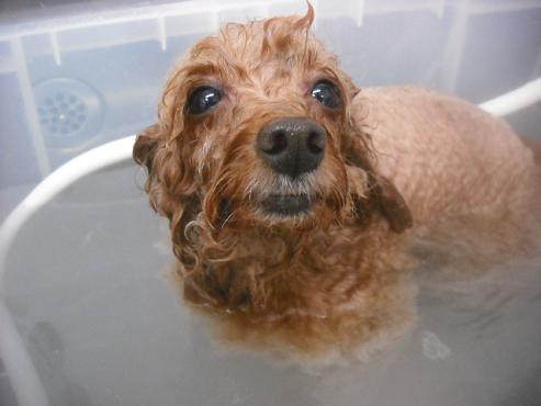 ファイル 3310-2.jpg