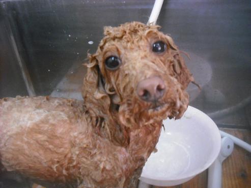 ファイル 3312-2.jpg