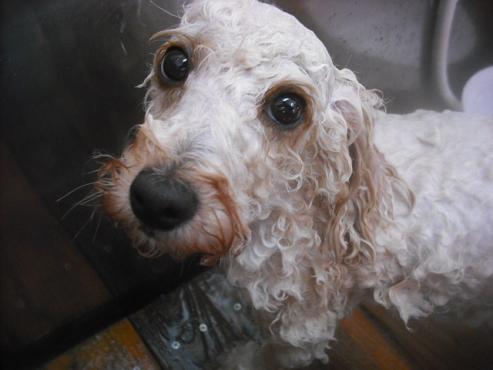 ファイル 3313-2.jpg