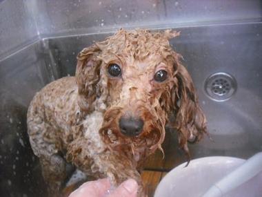 ファイル 3321-2.jpg