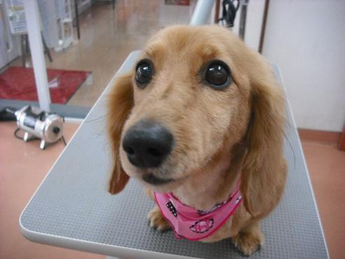 ファイル 333-2.jpg