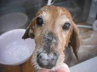 ファイル 3330-2.jpg