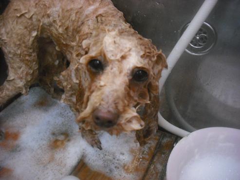 ファイル 3336-2.jpg