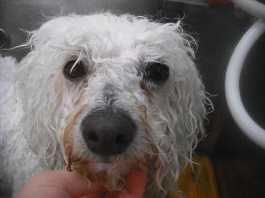 ファイル 3344-2.jpg