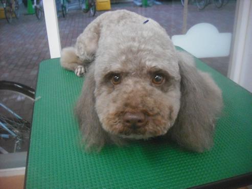 ファイル 3356-1.jpg