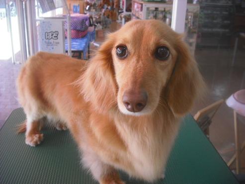 ファイル 3361-1.jpg