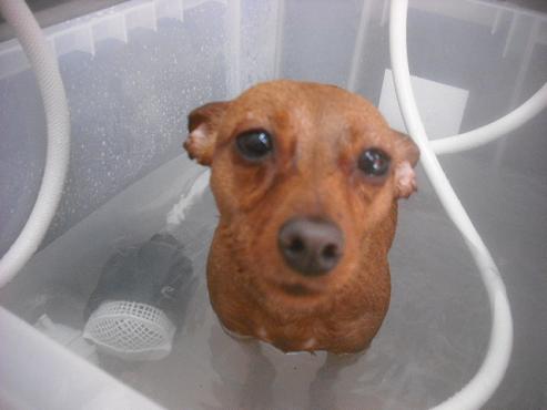 ファイル 3362-1.jpg