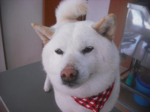 ファイル 3365-1.jpg